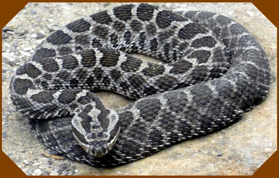 Rattlesnake